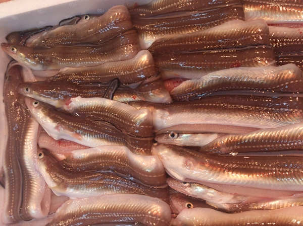 ��øϩ���ۤ��ʤ� �����ܤΤ�������á���