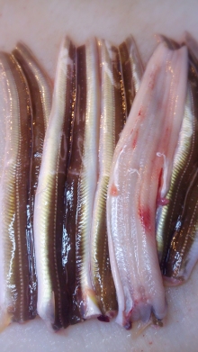 ��øϩ���ۤ��ʤ� �����ܤΤ�������á���