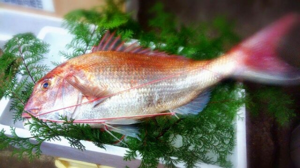 【明石産・淡路産・天草産】天然鯛 お祝いごとにぜひ。お食い初めにも!