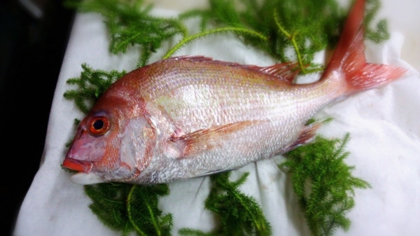 �����л���øϩ����ŷ�𻺡�ŷ���� ���ˤ����Ȥˤ��ҡ����������ˤ⡪