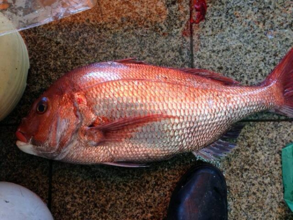 【明石産・淡路産・天草産】天然鯛 お祝いごとにぜひ。お食い初めにも!