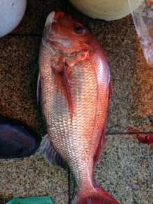 �����л���øϩ����ŷ�𻺡�ŷ���� ���ˤ����Ȥˤ��ҡ����������ˤ⡪