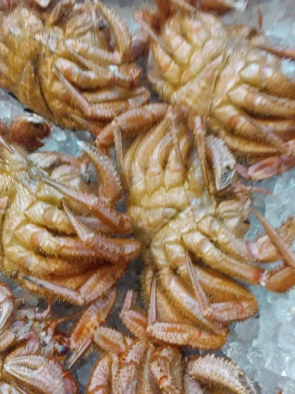 ܾ븩ӥˣ
