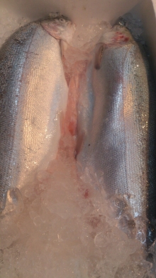 ����͵������ۥ������ ���ɿȡ������ʤˤ��Ҥ�������Ǥ���