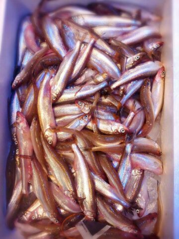 【北海道産】本ししゃも 一度食べたらもうとまらない〜☆