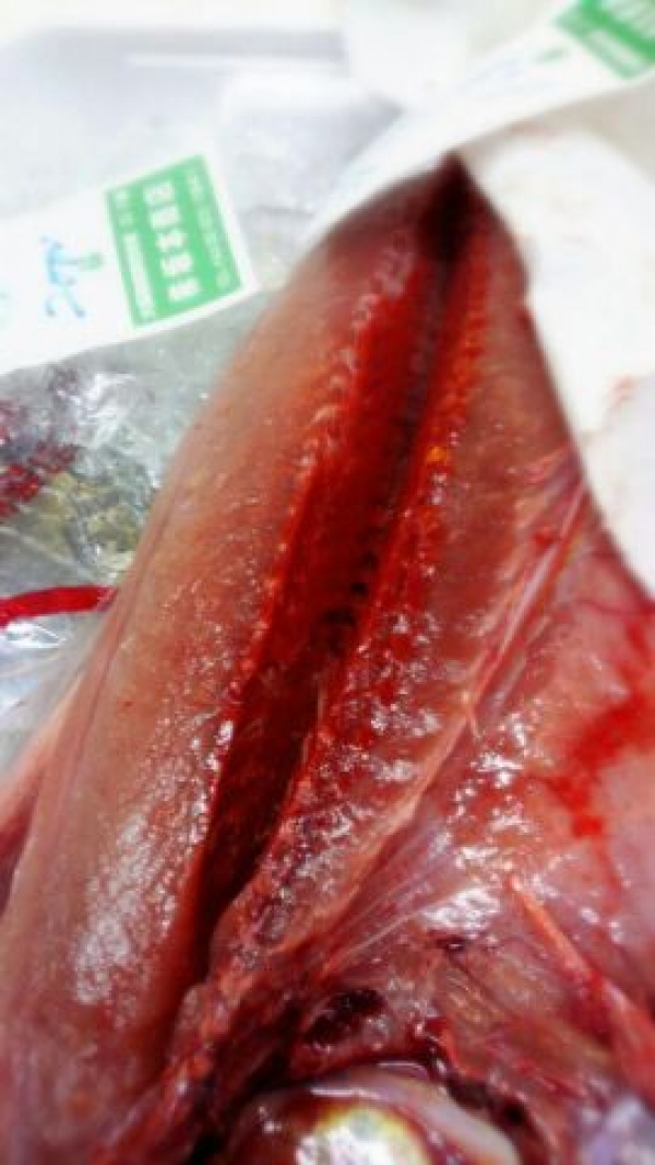 【日本海産】よこわ 今が最盛期☆ぜひ食べてみて!