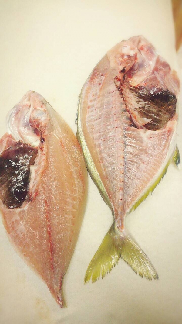 【和歌山産】メッキ鯵 天然シマアジの幼魚です!