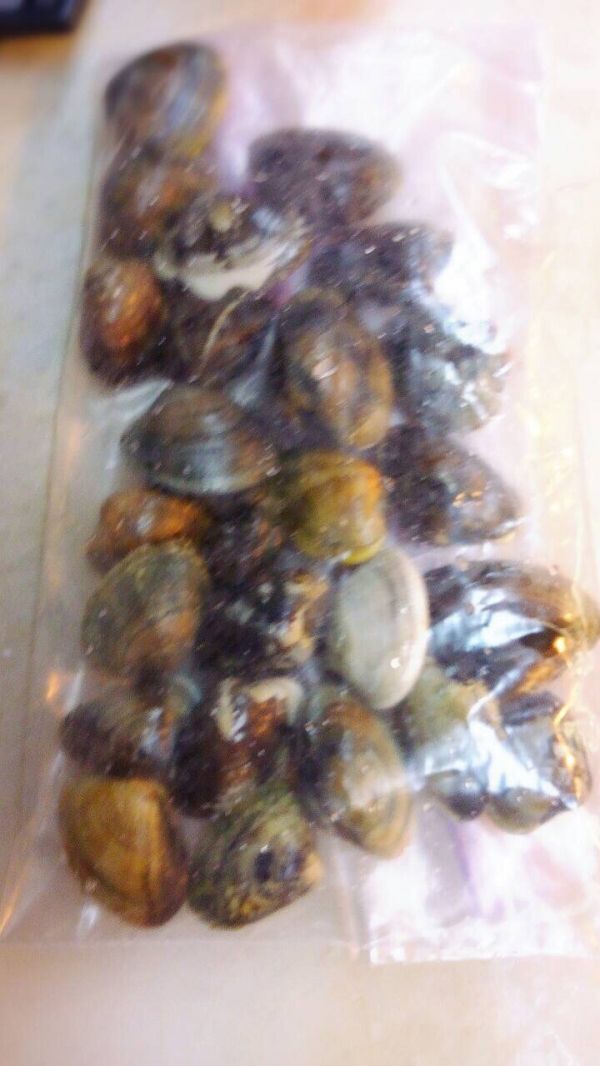 【愛知県産】あさり 特大サイズご用意しました☆